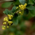 Berberis vulgaris